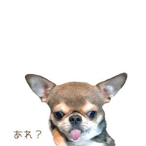 mg_c_11.jpg