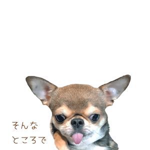 mg_c_11.jpg