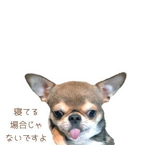 mg_c_11.jpg