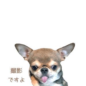 mg_c_11.jpg
